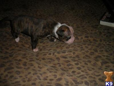 American Bulldog Puppies for Sale
